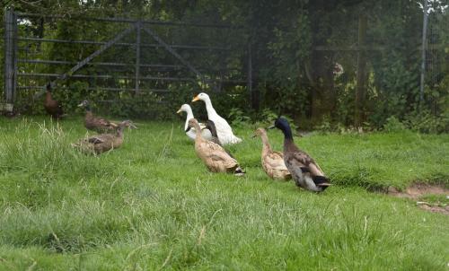 a group of ducks walking in the grass at Cae Berllan Cottages in Groeslon