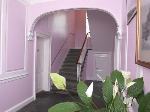 a hallway with purple walls and stairs with a plant at Number 52 Charlotte Street in Glasgow