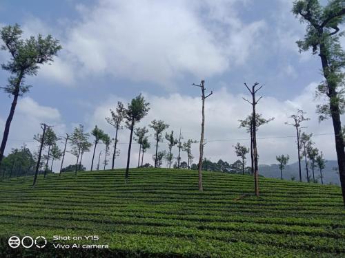 a hill with trees on top of a field at Dam Valley Home Stay Resort in Parambikolam