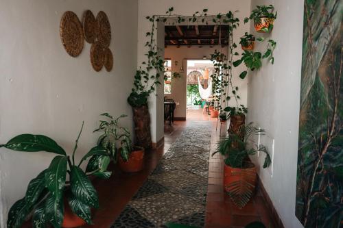 a hallway with potted plants on the walls at Encomendero Hotel -Centro Histórico- in Santa Fe de Antioquia