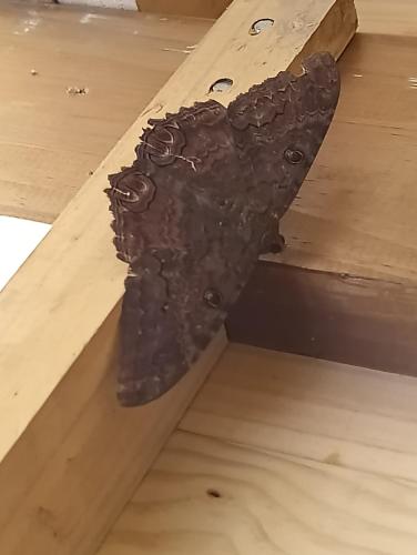 a metal object sitting on top of a wooden floor at Thoas Lodge in Coronado