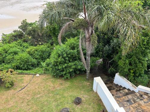 a palm tree in a yard near the beach at Aspire on Meier in East London