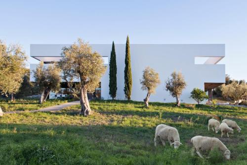 a herd of sheep grazing in a field of grass at Villa Extramuros in Arraiolos