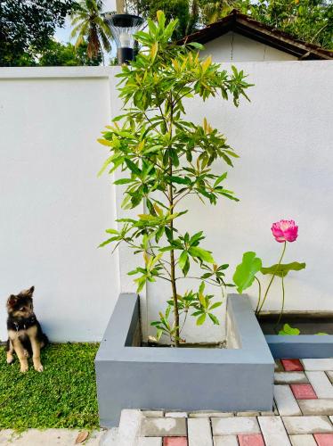 a cat sitting next to a potted plant and a pink rose at Airport Accommodation in Maduwa