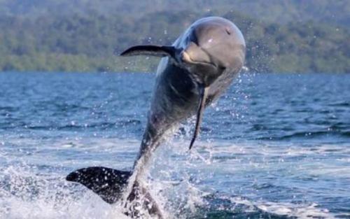 a dolphin is jumping out of the water at Dolphin Bay Hideaway in Bocas del Toro