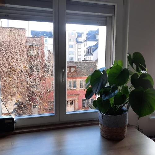 une plante en pot assise sur une table devant une fenêtre dans l'établissement Hyper Centre- Hyper Calme, à Strasbourg