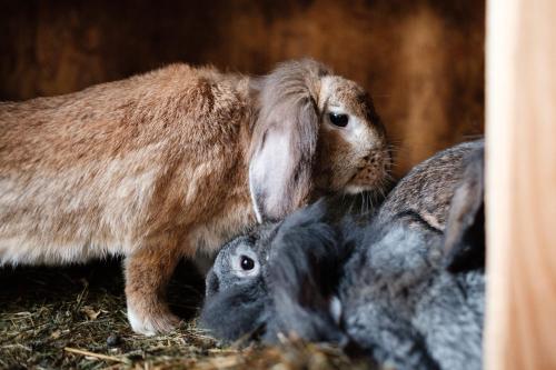 別荘の敷地内または近くにいる動物