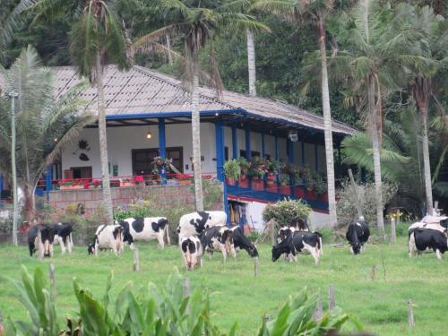 a herd of cows grazing in a field in front of a house at Reserva Guadalajara - Cocora Valley in Salento