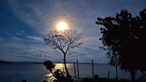 a tree with the moon in the sky at Raja Ampat Jousuba Homestay in Minyaifuin