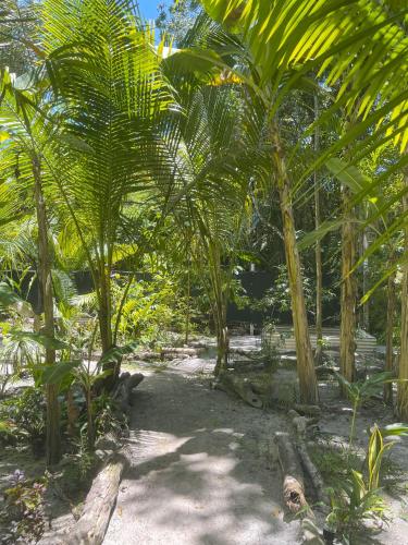 a group of palm trees in a forest at REFUGIO DO SAGRADO MORERE in Moreré