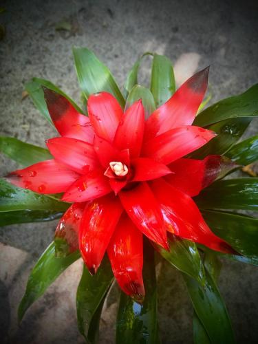 a red flower with green leaves in a vase at REFUGIO DO SAGRADO MORERE in Moreré