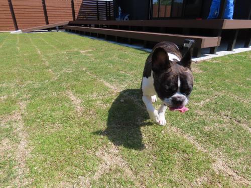 a small black and white dog walking on the grass at -HITOTOKI- 家族とペットと他愛もないhitotokiを in Tusi