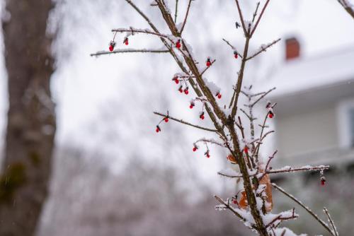 a branch of a tree with berries on it at Moore House Inn & Cabins in Marlinton