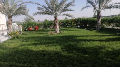 zwei Palmen in einem Garten mit grünem Gras in der Unterkunft شالية القلوب السعيدة in Abu Dhabi