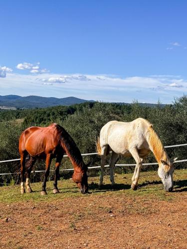 two horses grazing in a field next to a fence at Panoramica in Paganico