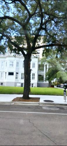a large tree in front of a white building at Contemporary Downtown Condo in Jacksonville