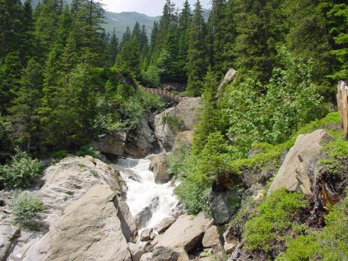 a river in the middle of a forest at Residence Priska in Racines