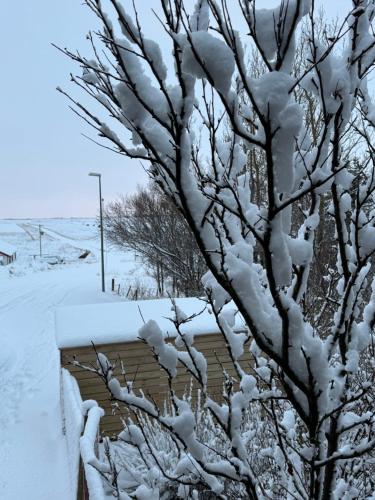 a tree covered in snow next to a house at Álftártunga Farm Guesthouse in Borgarnes