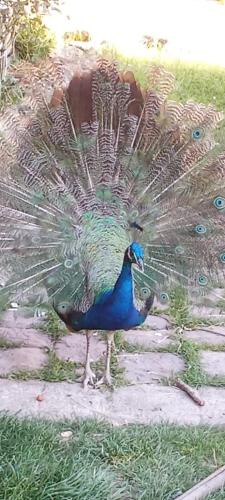 un paon debout sur l'herbe avec ses ailes dehors dans l'établissement une maison à la campagne, à Fruncé
