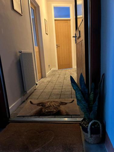 a cat laying on the floor in front of a mirror at CENTRAL SERVICED APARTMENTS - 2 Double Bedrooms - Monifieth - Sleeps 4 - Modern & Unique - Smart TV & WiFi - Fully Equipped Kitchen - Spacious & Unique in Monifieth