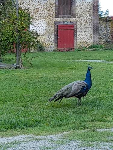 a peacock standing in the grass in front of a building at Une maison traditionnelle à la campagne in Fruncé