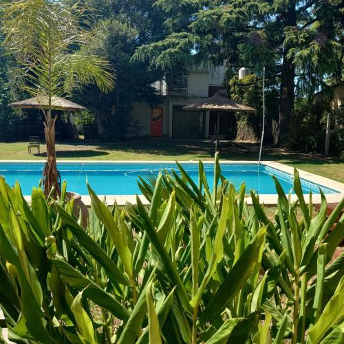 a view of the pool from the plants at Las Moras Multiespacio in Cucha Cucha