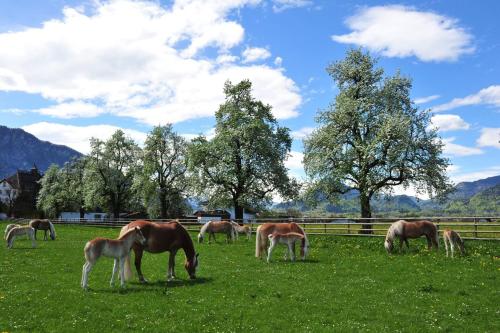 a group of horses grazing in a field of grass at Kaiserhaus Harald Astner Ebbs Studio 1 in Ebbs