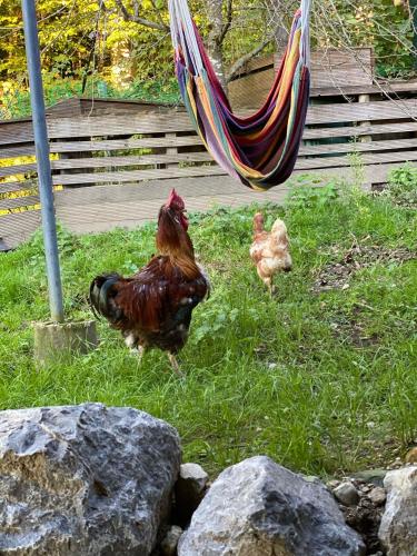 two chickens standing in the grass near a hammock at Kaiserhaus Harald Astner Ebbs Studio 2 in Ebbs