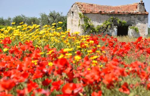 Zahrada ubytování Bianco Pugliese B&B