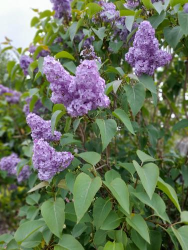 Gallery image of Foxglove in Douglas