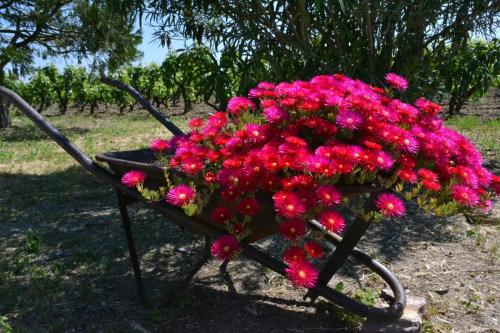 a bunch of pink flowers in a metal wheelbarrow at B&B Terre dì Montecoco in San Pancrazio Salentino