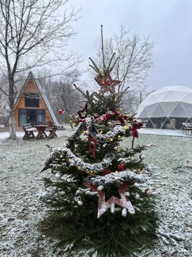 a small christmas tree sitting in a yard at The Frog Glamping in Horezu
