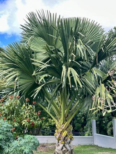 a large palm tree in a garden at La Belle Epoque (3*) - Maison avec vue sur mer à Bouillante in Bouillante