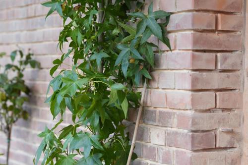 a plant is growing on the side of a brick wall at Exterhof in Rinteln