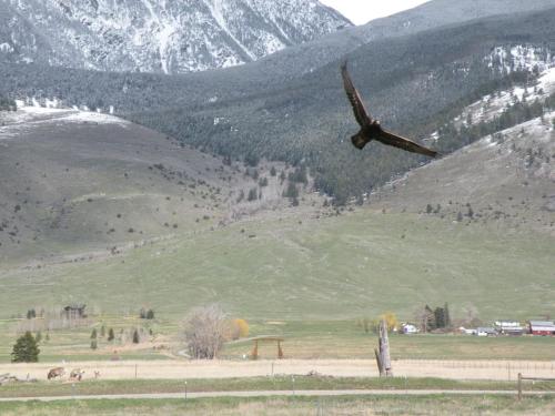 a plane flying over a field with a mountain at Chico Peak cabin nr Yellowstone,Chico Hot Springs in Pray