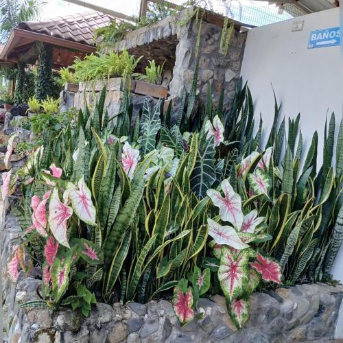 Jardín al aire libre en La Quinta de Andrés