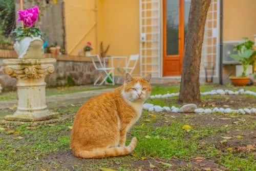 Villa Gatta photo 5