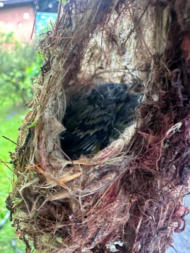 a bird in a nest in a tree at Arthi - LINDO LOFT RECANTO DOS PASSARINHOS com HIDROMASSAGEM! in Balneário Camboriú