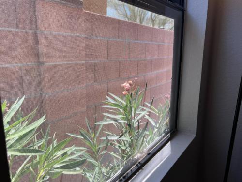 a window with a plant in front of a brick wall at Private Home - Billiards, Mountain Views, Private Desert Access, HOA Pool & Spa, BBQ, at Lambert Park - Bourbondale in Tucson