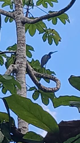 a bird is sitting on a tree branch at La Casita in Dos Brazos
