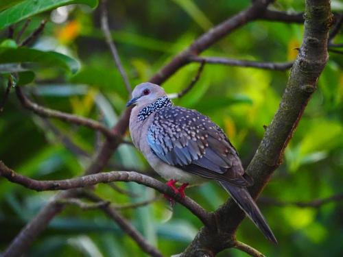 Animaux dans la maison d'hôtes ou à proximité