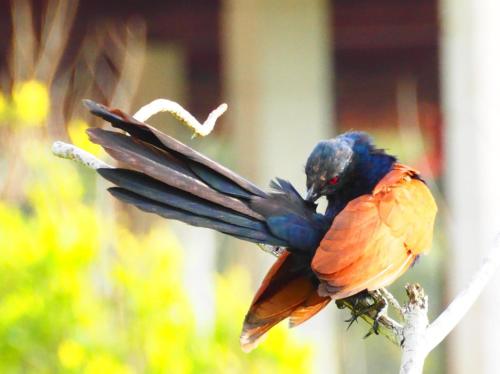 Animaux dans la maison d'hôtes ou à proximité