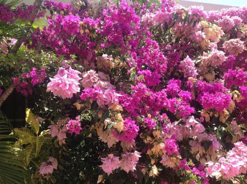 a bunch of purple flowers in a garden at Villa Los Almendros - 2 private pools tennis pickle ball in Baní