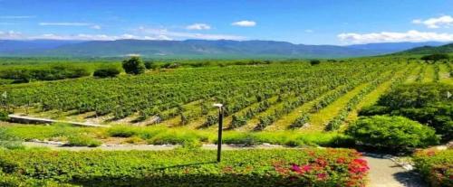 a view of a vineyard with a street light and flowers at Villa Los Almendros - 2 private pools tennis pickle ball in Baní