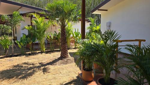 Κήπος έξω από το Fox House Koh Kood