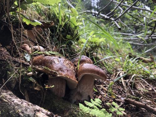 a group of mushrooms on the forest floor at Lago Maggiore Holiday House with Panoramic Views in Dumenza