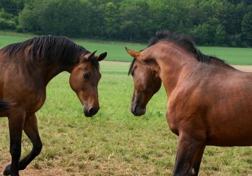 two brown horses standing in a field of grass at Romantikhotel Platte in Attendorn