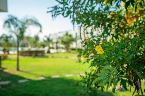 a yellow flower on a tree in a park at Charming and beautifully furnished apartment with direct poolside access in Ayios Nikolaos