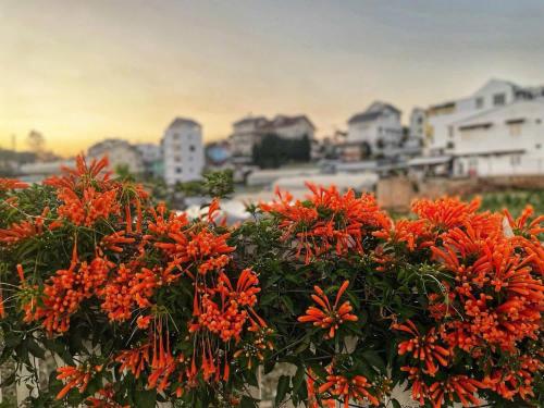 a group of orange flowers with a city in the background at Say Homestay - Venuestay in Da Thien