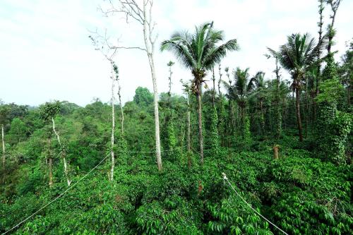 a jungle with palm trees in the background at Doddanandi Homestay - 3BH Full Villa, AC, Home Food, Coffee Estate in Chikmagalur